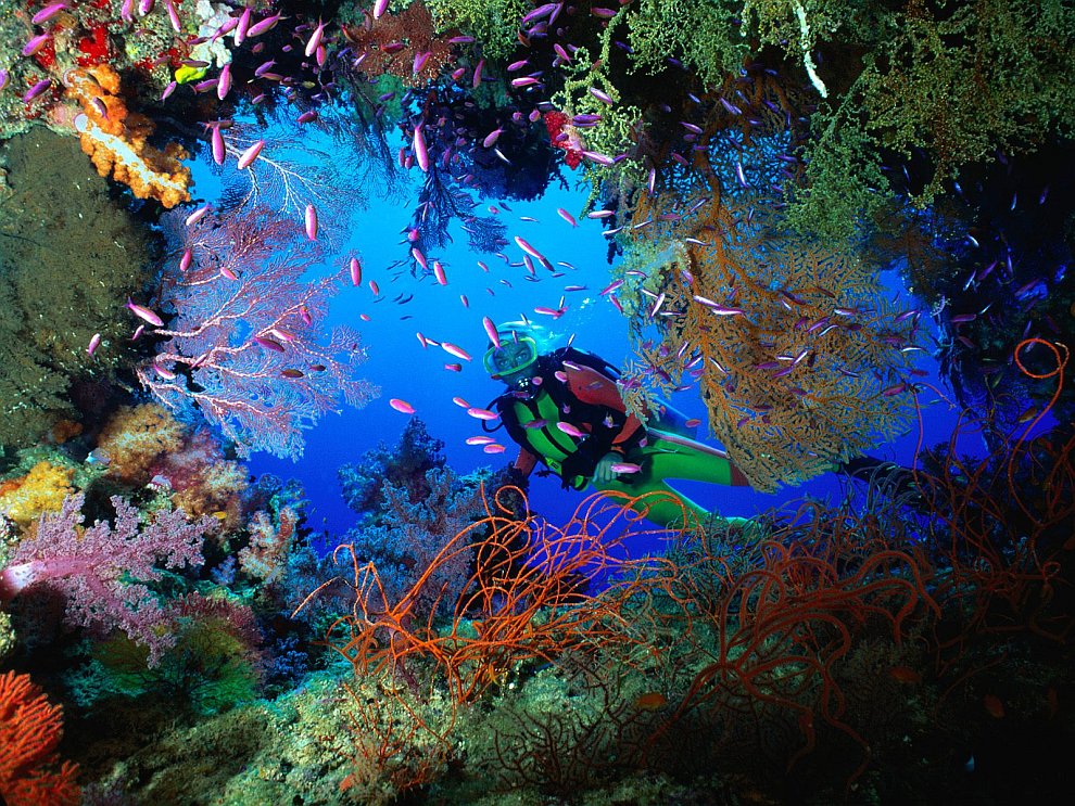 Кораллы — древнейшие существа на Земле кораллы, коралл, кораллов, коралловых, Кораллы, более, барьерный, рифов, самых, Земле, черные, является, который, красные, ЮНЕСКО, наследия, разновидностей, наиболее, цветы, океанах