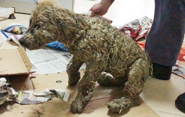 puppy-covered-clue-rescued-pascal-10
