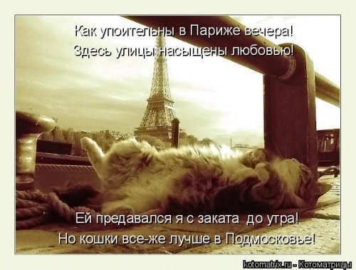 Свежая котоматрица для всех  смешные картинки