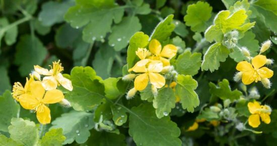 «Зеленый доктор» или враг здоровью? Биолог Опарин объяснил, чем опасен чистотел