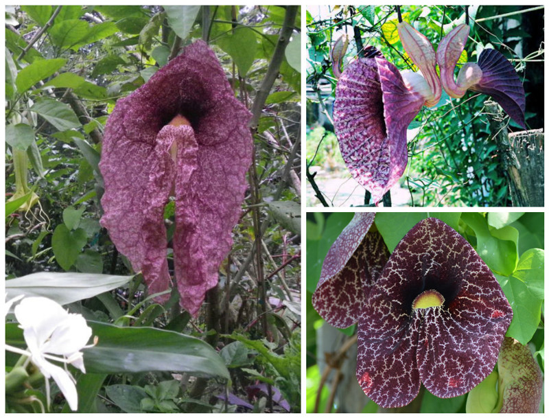 Трубы голландца (Dutchman's Pipe Vine) красота, особенные, природа, растения, флора, цветы