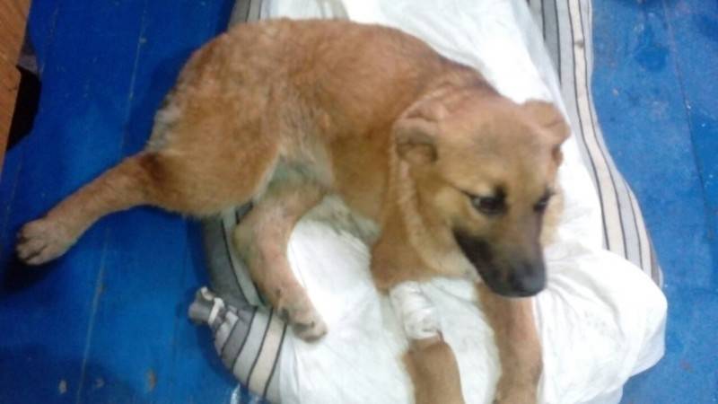 В Новочеркасске молодая пара спасла щенка, которому живодеры сломали лапы
