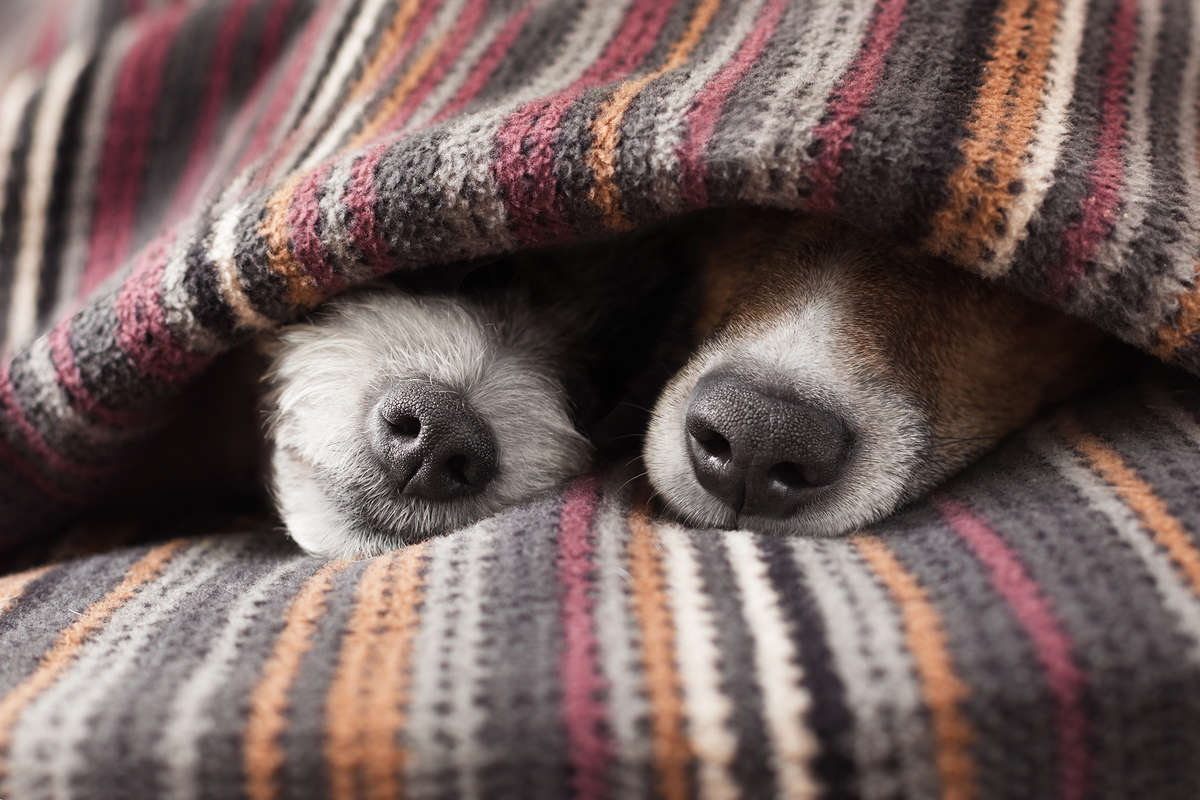 FIA: собаки улавливают биомаркеры сильного стресса в дыхании человека