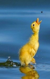 Вы всерьез думаете, что вам удастся сдержать свой смех?
