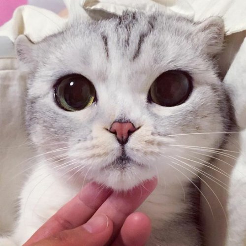Кошка Хана с большими глазами, взявшая Instagram штурмом (24 фото) Кошка Хана с большими глазами, взявшая Instagram штурмом (24 фото)