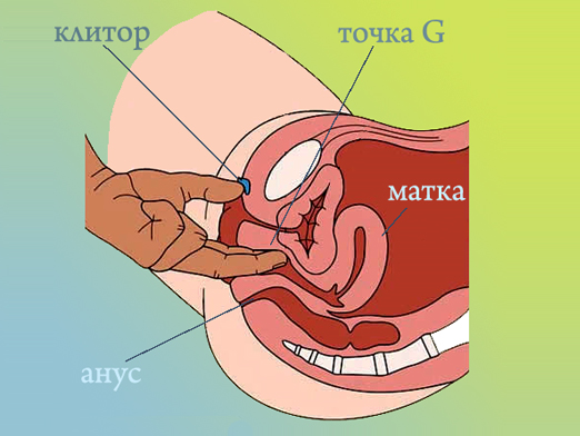 Где Находятся Точка Г У Женщин Фото