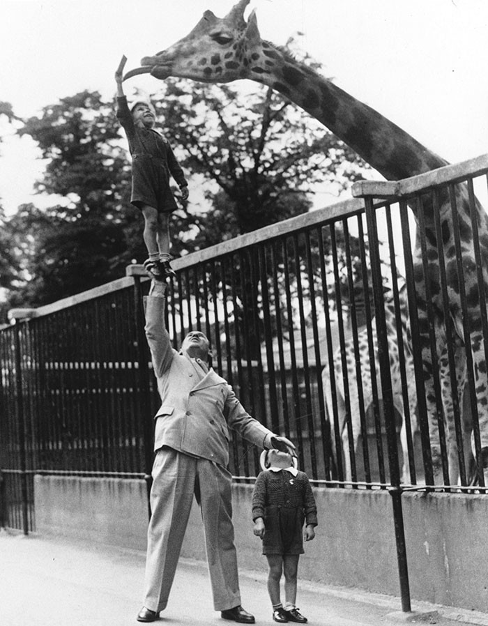 3. Пол Ремос, артист цирка, помогает сыну покормить жирафа в Лондонском зоопарке, 1950 год детство, прошлое, фотография