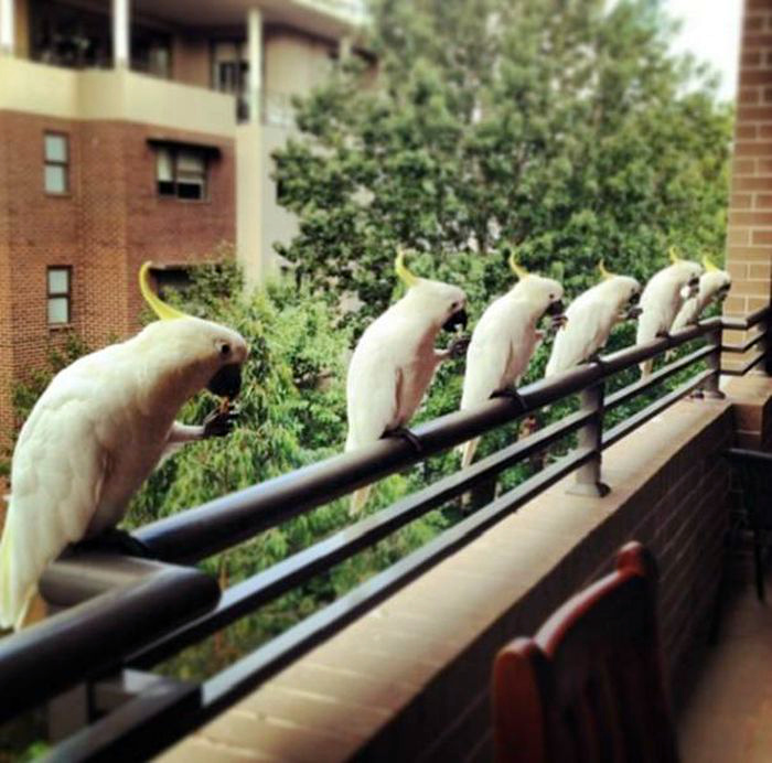 15+ ситуаций, в которые сложно поверить, если не бывал в Австралии заграница,страны,туризм