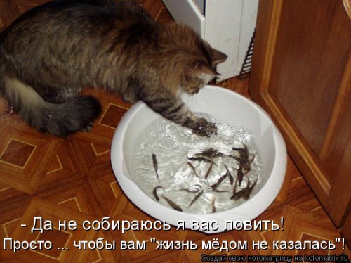 Свежая котоматрица для всех (31 шт)