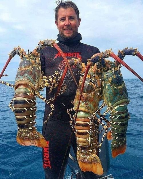 Лобстер что это