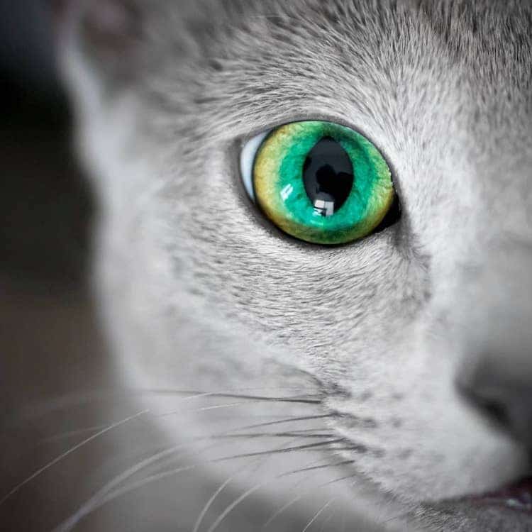 Голубая шуба и зеленые глаза 