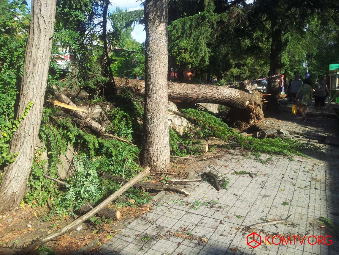 В Алуште непогода повалила многолетние деревья