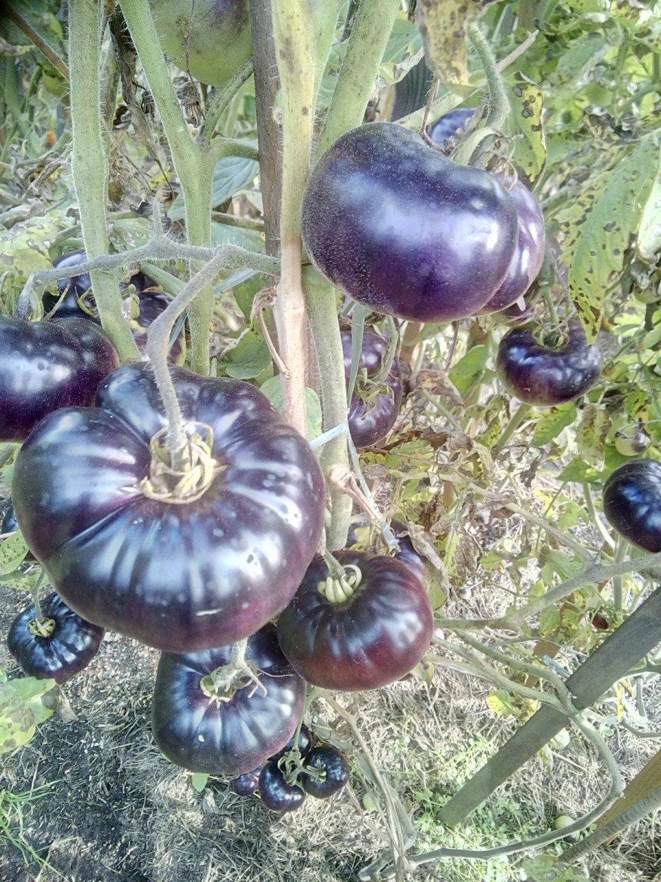 помидоры черный принц фото