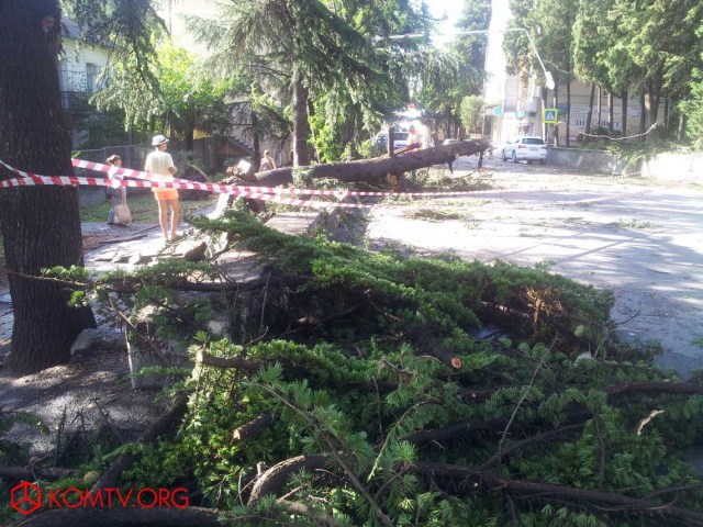 В Алуште непогода повалила многолетние деревья 5