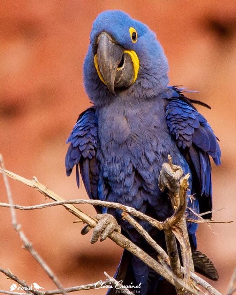 19 расписных птиц неземной красоты, о существовании которых вы даже не знали жизнь,интересное,природа,птицы