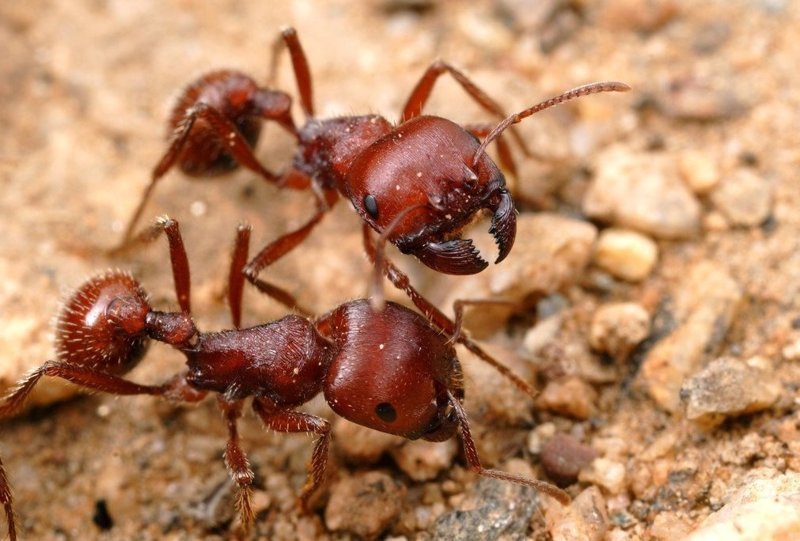 Мелкие монстры - самые опасные муравьи в мире животные