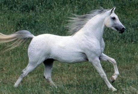 Арабская лошадь: фото, характеристика