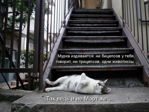 Свежая котоматрица  смешные картинки