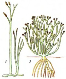 Куксония: Как первые растения заселяли Землю интересное,Куксония,природа,растения