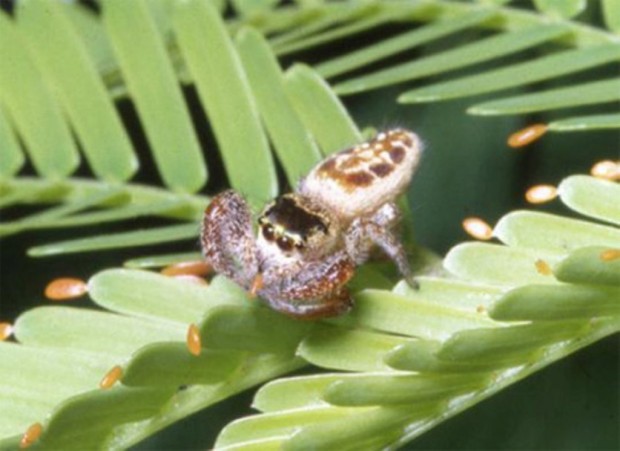 Паук-вегетарианец Bagheera kiplingi (лат. Bagheera kiplingi) (англ. Vegetarian spider)