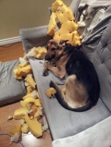 Животные на месте преступления: смешно и обидно не всё так грустно