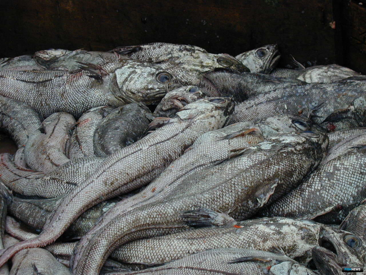 Несмотря на то, что рыба живёт на глубине, её вылавливают десятками тонн. 