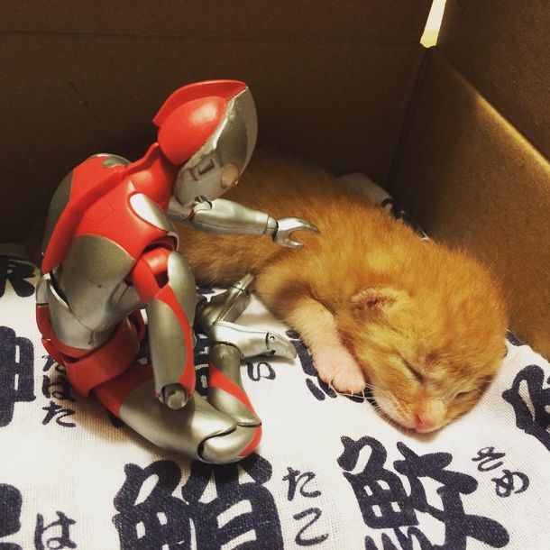 Крошечный бездомный котенок спит рядом с игрушкой. Но посмотрите на них сейчас – это согреет ваше сердце!