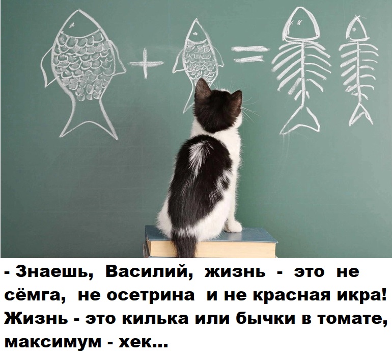 Немножко смешных зверушек... Надёргано , отовсюду
