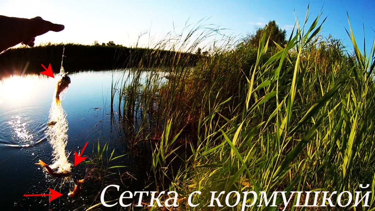 Сеть с кормушкой (кормушка-ловушка) Обзор рыболовной снасти Как ею ловить