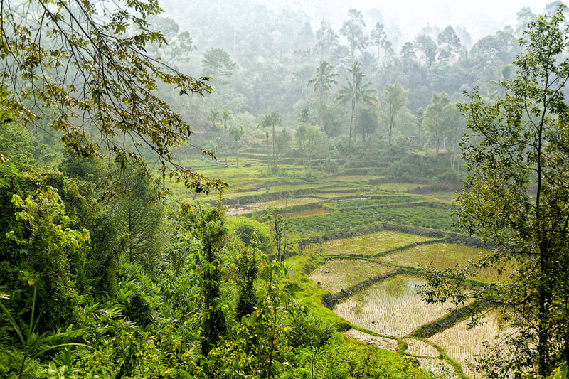 Индонезия. Джунгли и деревенская жизнь Суматры путешествия, факты, фото