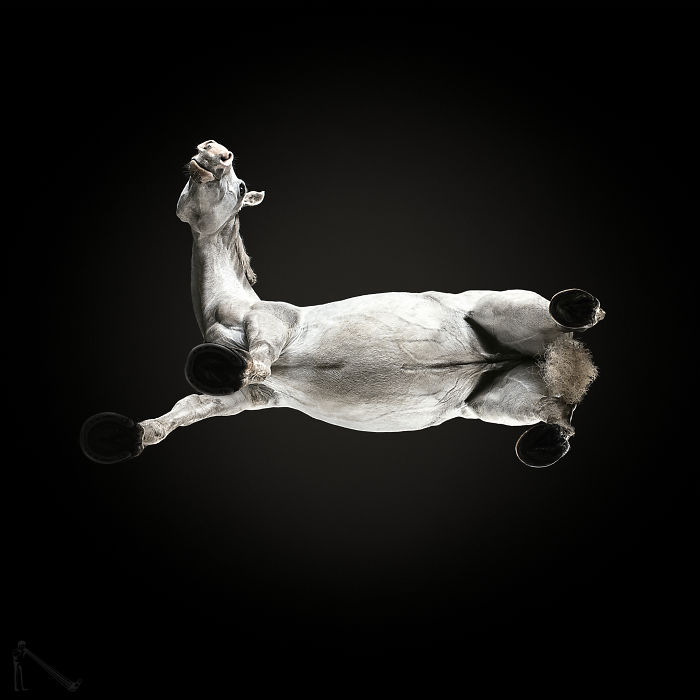Under-horse: I Photograph Horses From Underneath