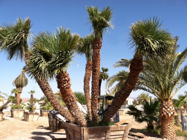 Картинки по запросу las vegas palm trees