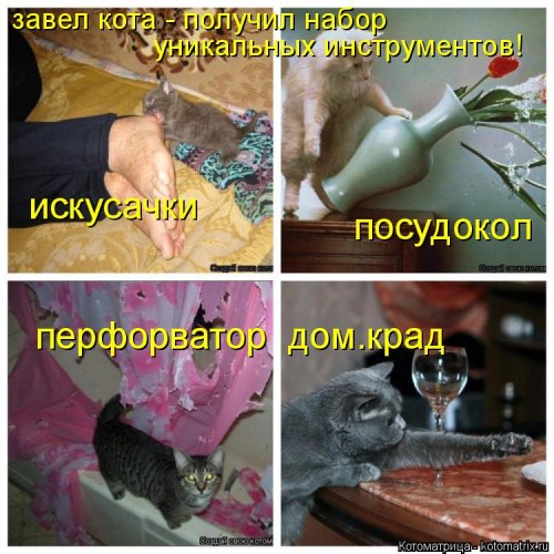 Свежая котоматрица  смешные картинки