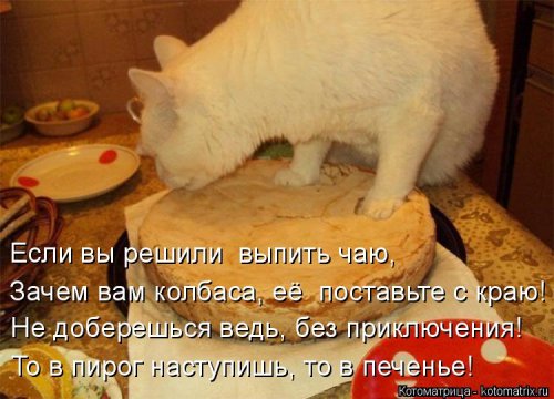 Котоматрица на Бугаге (28 фото)