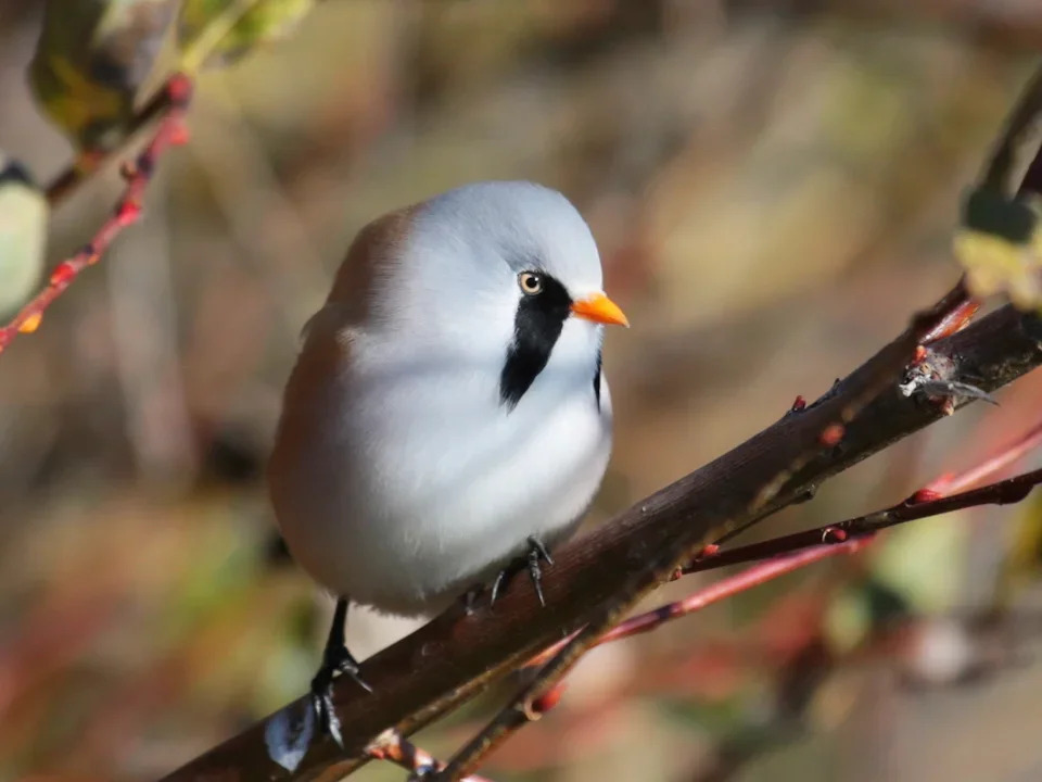 Кабанский заказник: маленький рай в дельте Селенги 