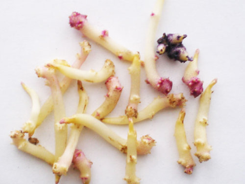 А вы знаете как из ростков вырастить полноценный картофель? советы