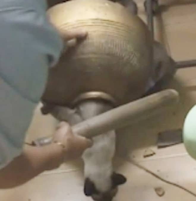 Кошка и женщина