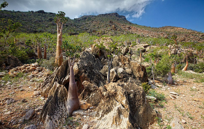 Неземные пейзажи Сокотры Неземные пейзажи Сокотры авиатур