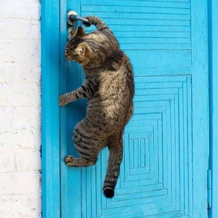 Коты, которые очень хотят попасть в дом