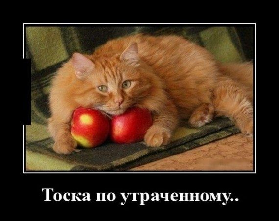 Прикольные демотиваторы дня!