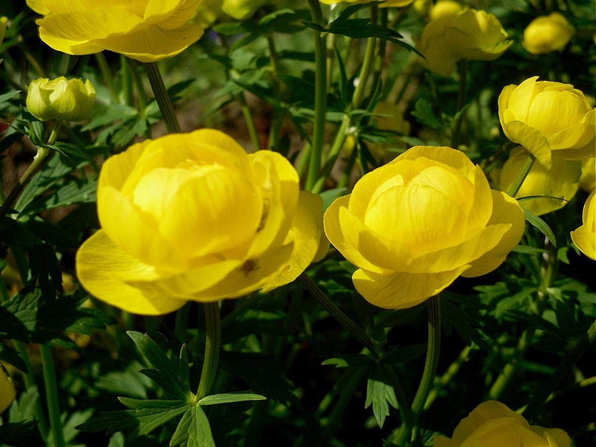 Купальница фото. Купальница троллиус. Купальница европейская (Trollius europaeus). Купальница Алтайская. Купавка цветок.