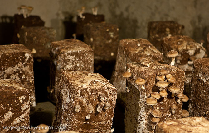 Как во Франции выращивают грибы