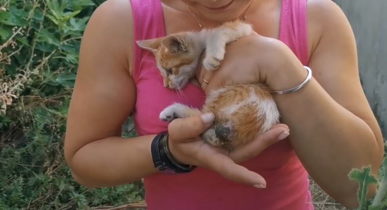 «Любящий хозяин» выбросил своего котенка возле заброшенного дома, прямо в грязь