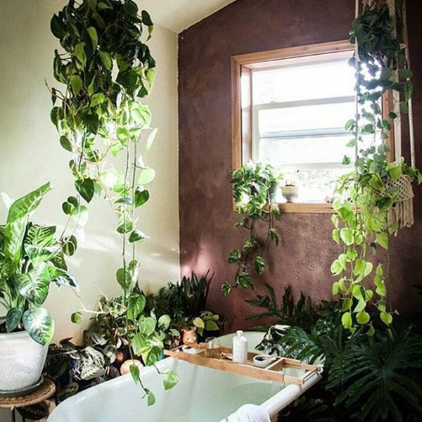 9 растений, которые приживутся в ванной