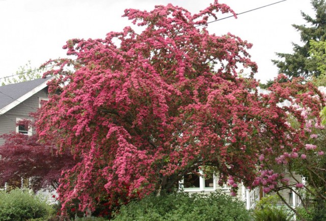 Цветение боярышника обыкновенного "Паулс Скарлет" (Crataegus laevigata 'Paul's Scarlet')