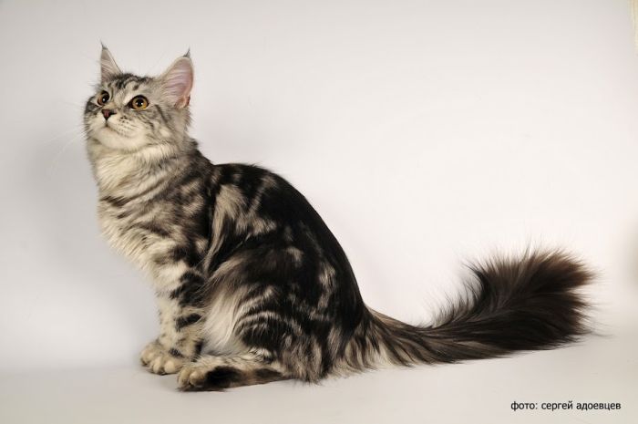 Кошачья фотосессия Кошачья фотосессия