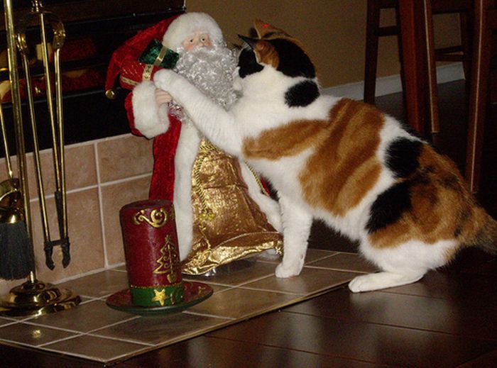 http://www.7or.am/images/news/big/2011/12/cats_celebrating_christmas_32.jpg