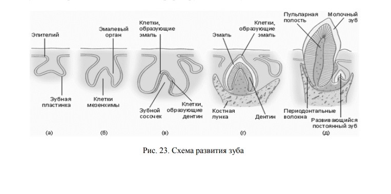 Флюороз — противоположность кариеса (и проверьте, что за воду вы пьёте)