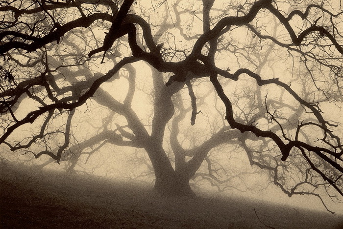 Портреты деревьев Портреты деревьев