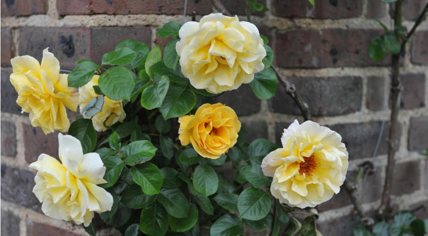 Желтые плетистые розы: 16 лучших сортов с фото и хитрости выращивания побеги, очень, Цветки, плетистые, плетистых, сортов, сорта, желтые, желтых, можно, высотой, оттенка, опоре, нужно, диаметром, легко, Остина, Побеги, цветение, почвы